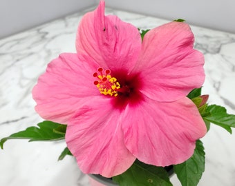 Live Yoder Dwarf Pink Hibiscus Plant Bush Plant - Flowering Plants Live - 10" to 12" Overall Height - 1 Gallon - Tropical Plants of Florida