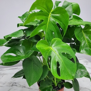 Pode incluir: Uma planta Monstera em vaso com folhas grandes e verdes. As folhas t&ecirc;m um padr&atilde;o distinto, dividido e s&atilde;o brilhantes.