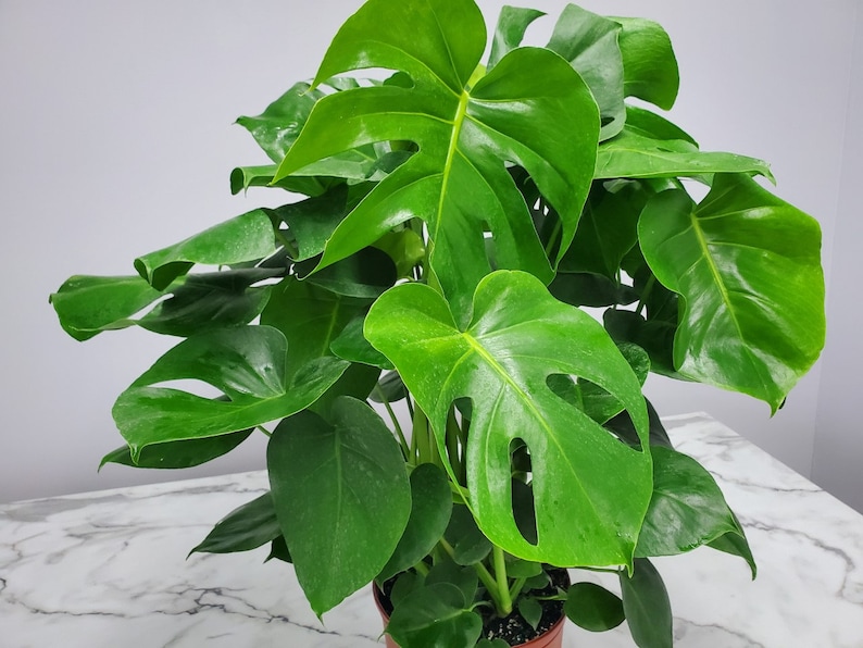 Pode incluir: Uma planta Monstera em vaso com folhas grandes e verdes. As folhas t&ecirc;m um padr&atilde;o distinto, dividido e s&atilde;o brilhantes.