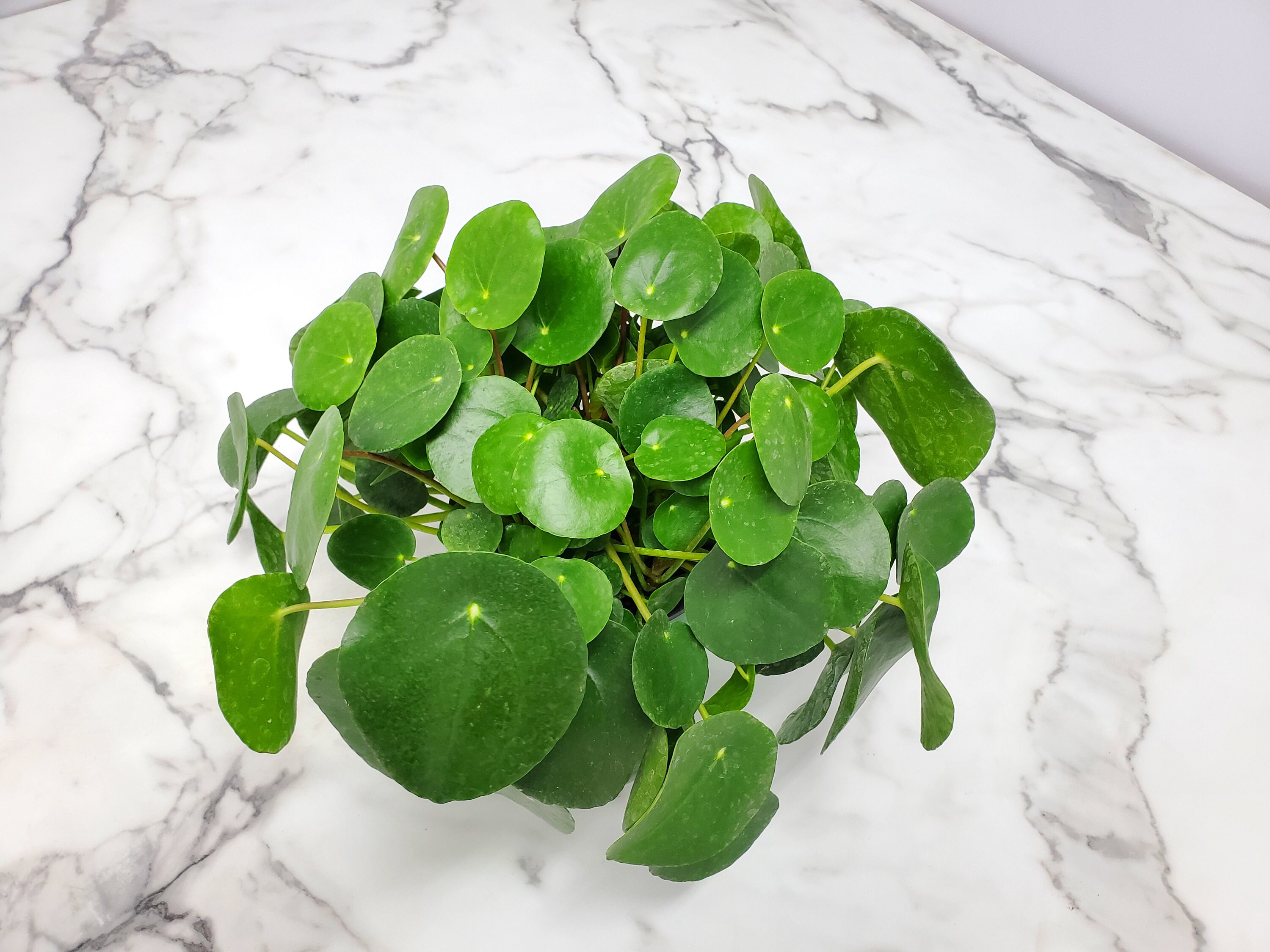 Chinese Money Plant - Pilea Peperomioides Live Plant - 1 Gallon - Ove…