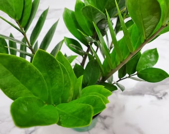ZZ Plant Large - Zamioculcas Zamiifolia - Rare Plants - Tropical Plants Live - Exotic Plants - Overall Height 16" to 19" - 6" Planter