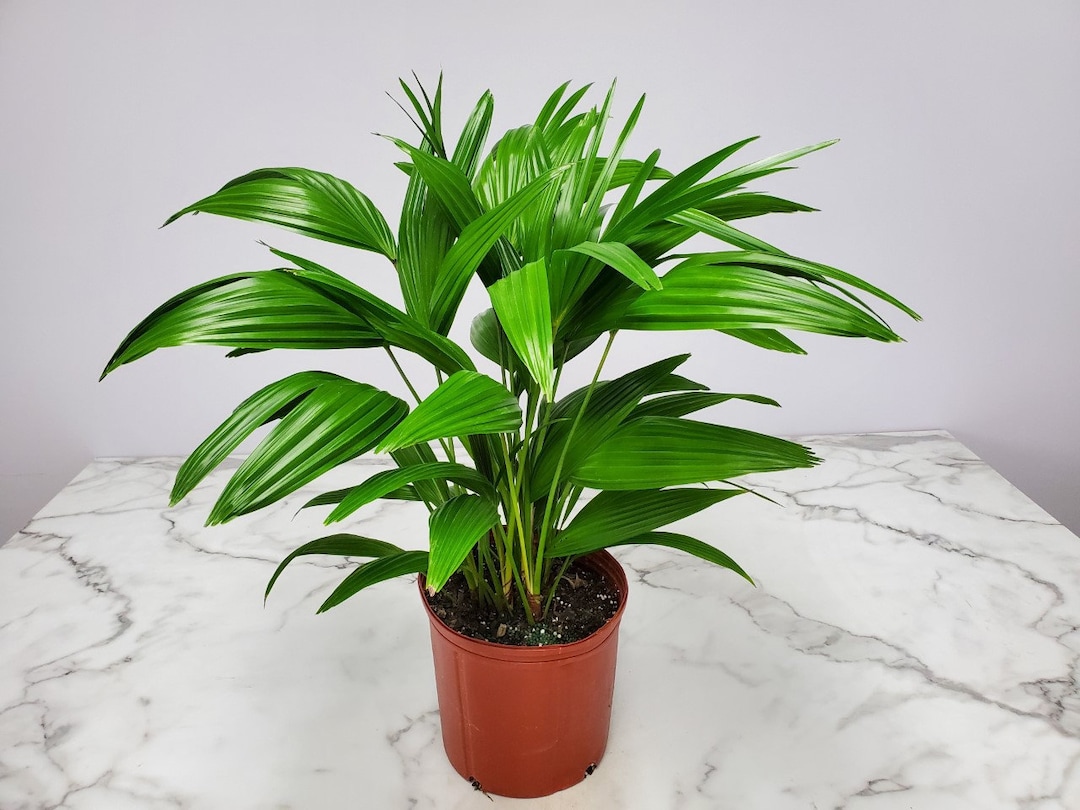 chinese fan palm toxic to cats