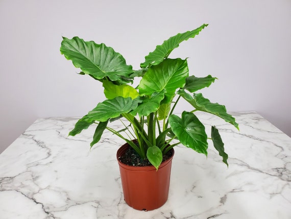 Elephant Ear Alocasia California - Overall Height 26" to 32" - Easy Care  Houseplant Live - Tropical Foliage Plant - Etsy