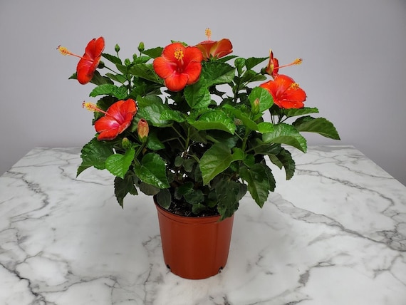 hanging pot for plant Eko Black & Ash Wood Hanging Planters