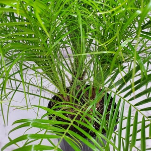 Roebelenii Palm Tree Plant Live Overall Height 30 to 36 7 Gallon Pot Tropical Plants of Florida Pygmy Date Palm Tree image 3