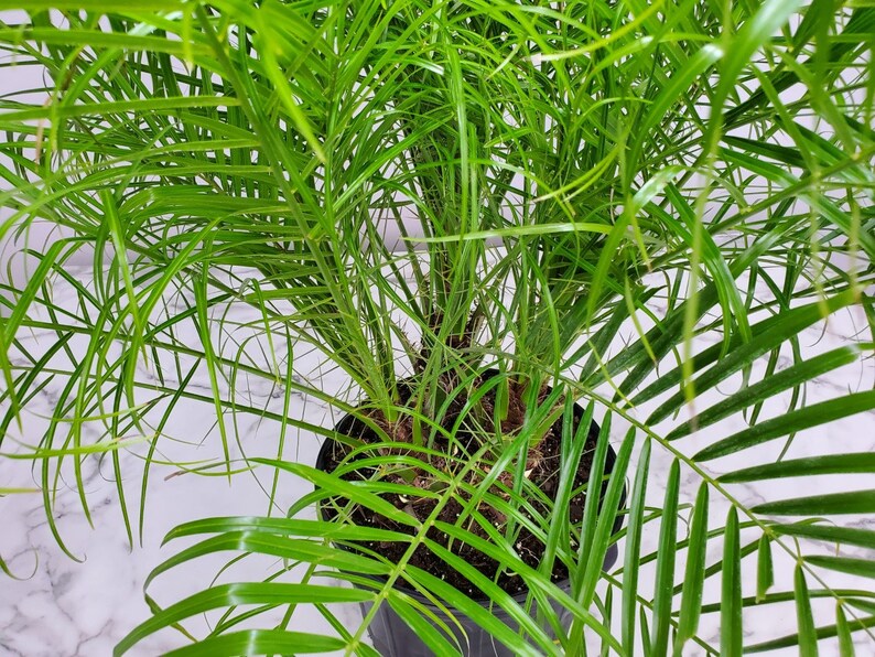 Roebelenii Palm Tree Plant Live Overall Height 30 to 36 7 Gallon Pot Tropical Plants of Florida Pygmy Date Palm Tree image 3