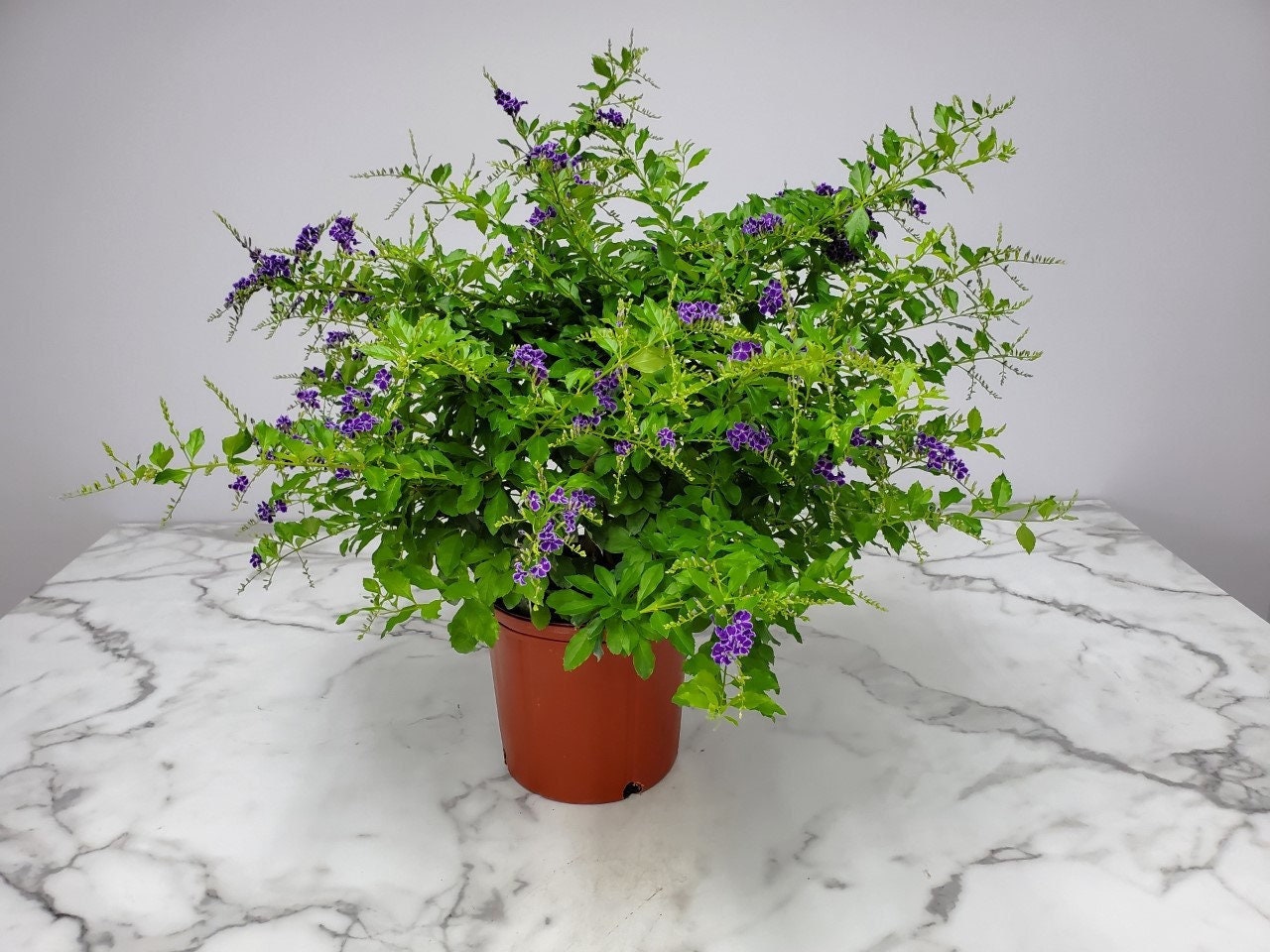 Duranta Plant Live - Flowering Shrubs - Garden - Tropical Plants