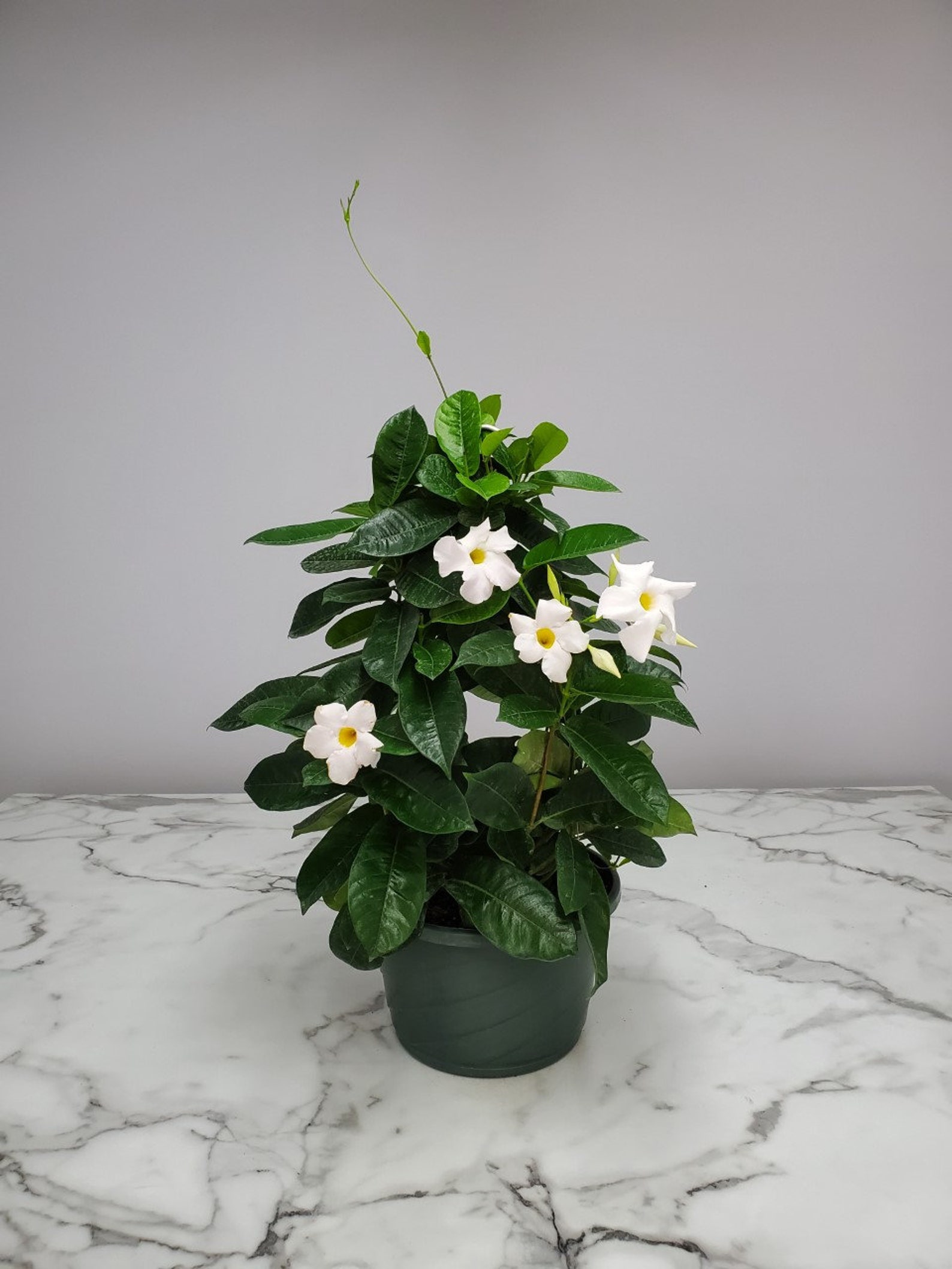 White Mandevilla Plant Hanging Basket Vine Plants Hanging Etsy