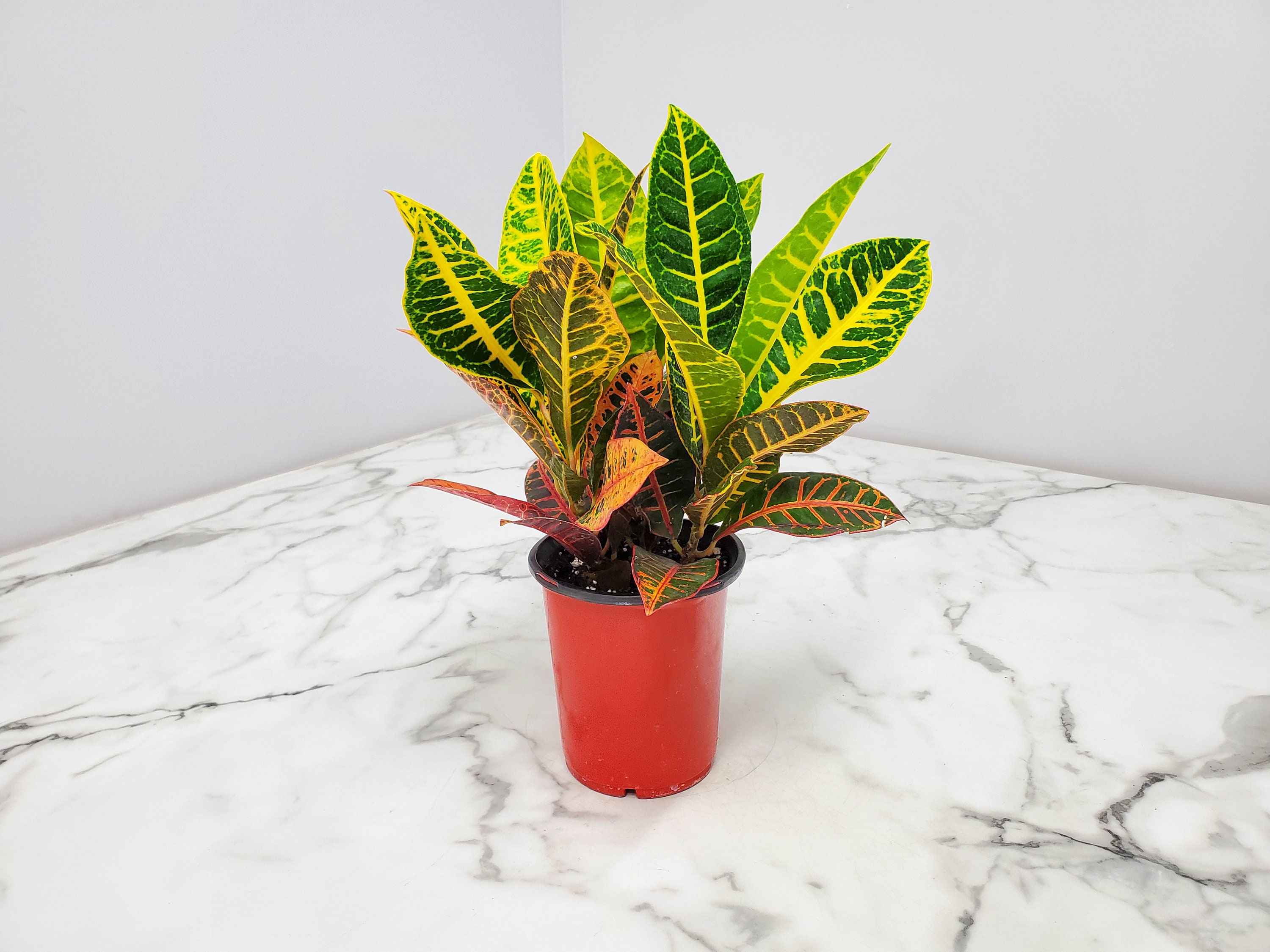 Croton Petra Plant - Live Plants Free Shipping - Variegated Plant