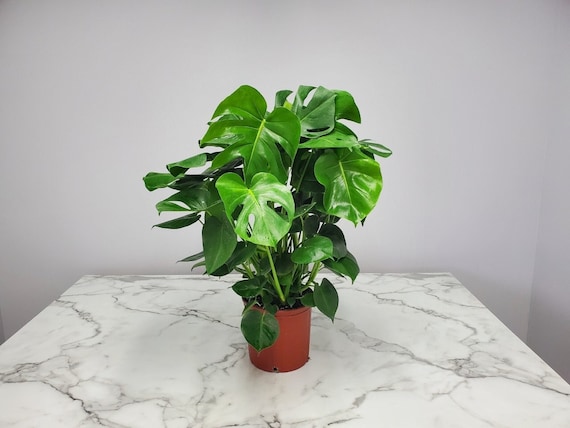 Split Leaf Philodendron - Large Monstera Deliciosa - Low Light Plants -  Large House Plants - Overall Height 24 to 28 - Etsy
