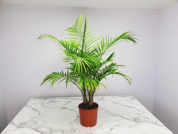 Palm Plant Overall Height 34 to - Etsy Israel