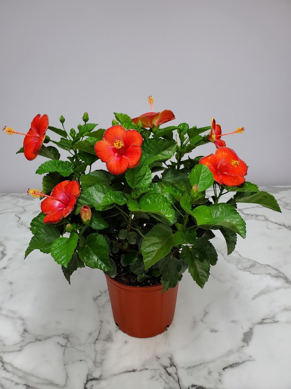 Image of Hibiscus bush free to use