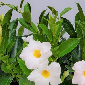 May include: White flowers with yellow centres bloom on a green leafy plant. The flowers have five petals and are arranged in a cluster.