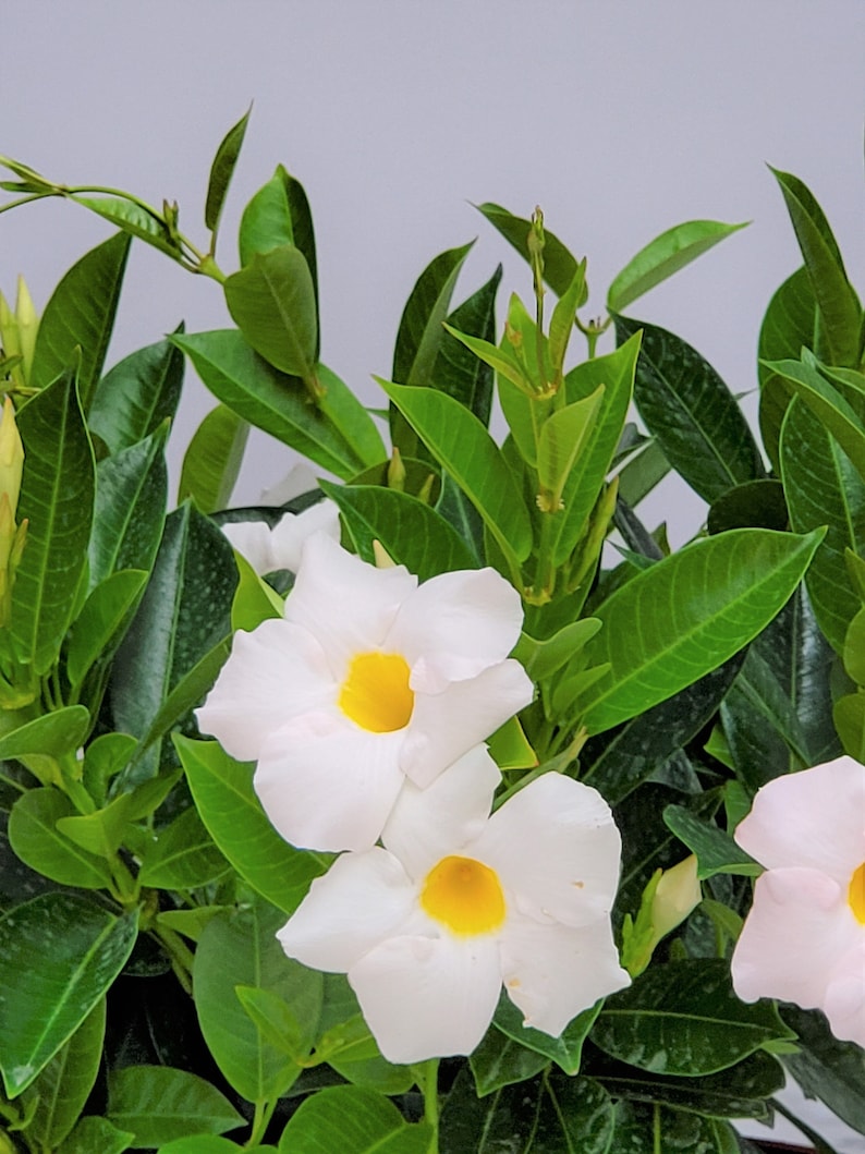 May include: White flowers with yellow centres bloom on a green leafy plant. The flowers have five petals and are arranged in a cluster.