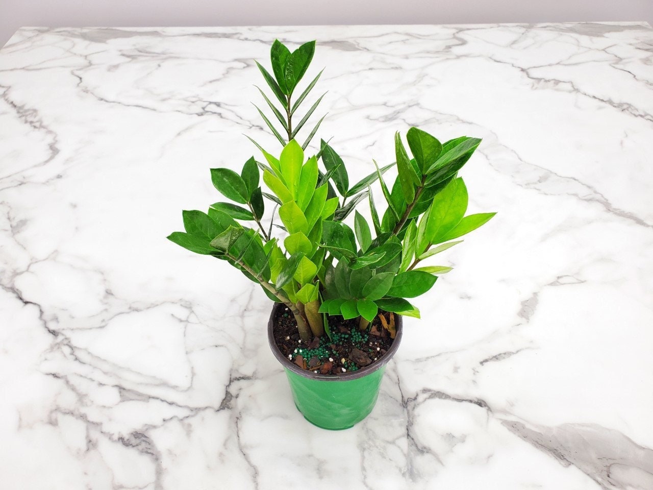 ZZ Plant Zamioculcas Zamiifolia - Low Light Plant - Indoor Plants - E…