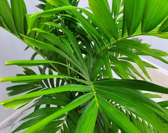 Tropical Palm Tree - Adonidia Christmas Palm - Tropical Foliage Plant - Large House Plants - Overall Height 62" to 70"
