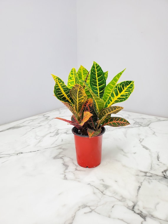 monstera standleyana albo variegata Monstera standleyana albo variegata