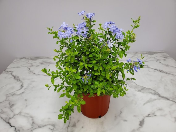 Plumbago Plant Imperial Blue Live Flowering Plant Overall Height