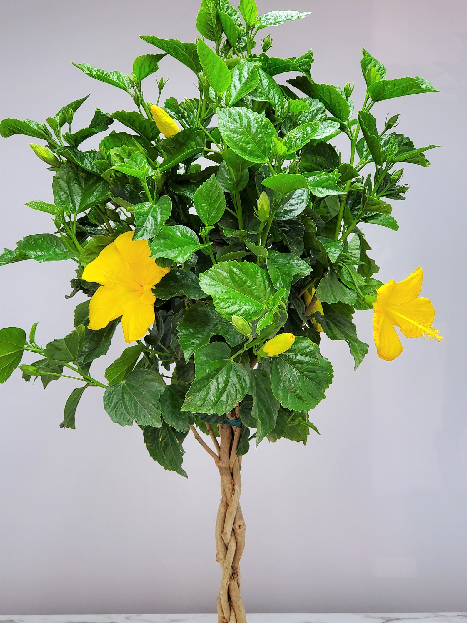 Yellow Hibiscus Plant Live Braided Hibiscus Tree Large Etsy