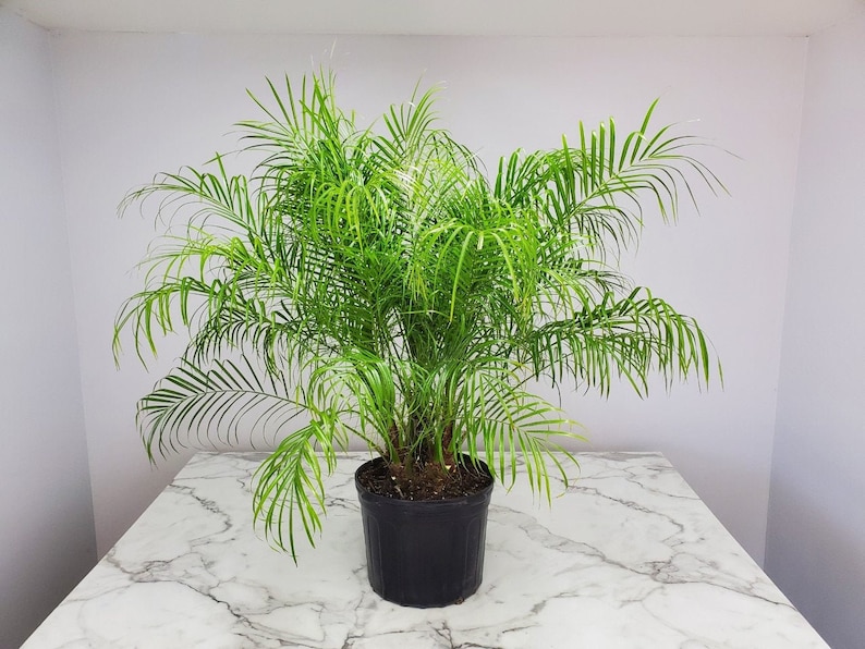 Roebelenii Palm Tree Plant Live Overall Height 30 to 36 7 Gallon Pot Tropical Plants of Florida Pygmy Date Palm Tree Plant Only