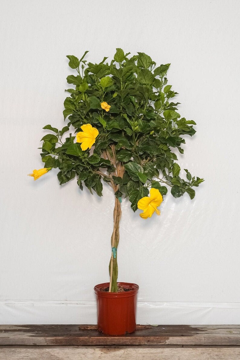 Braided Yellow Hibiscus Tree Plant Flowering Tree Live Plant Etsy