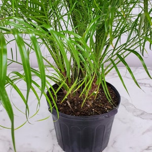 Roebelenii Palm Tree Plant Live Overall Height 30 to 36 7 Gallon Pot Tropical Plants of Florida Pygmy Date Palm Tree image 4