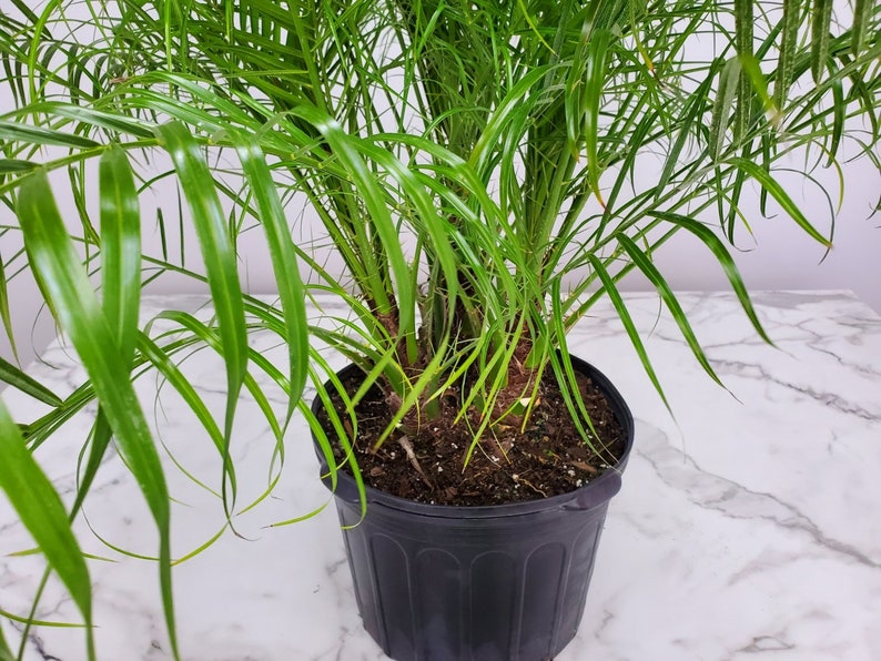 Roebelenii Palm Tree Plant Live Overall Height 30 to 36 7 Gallon Pot Tropical Plants of Florida Pygmy Date Palm Tree image 4