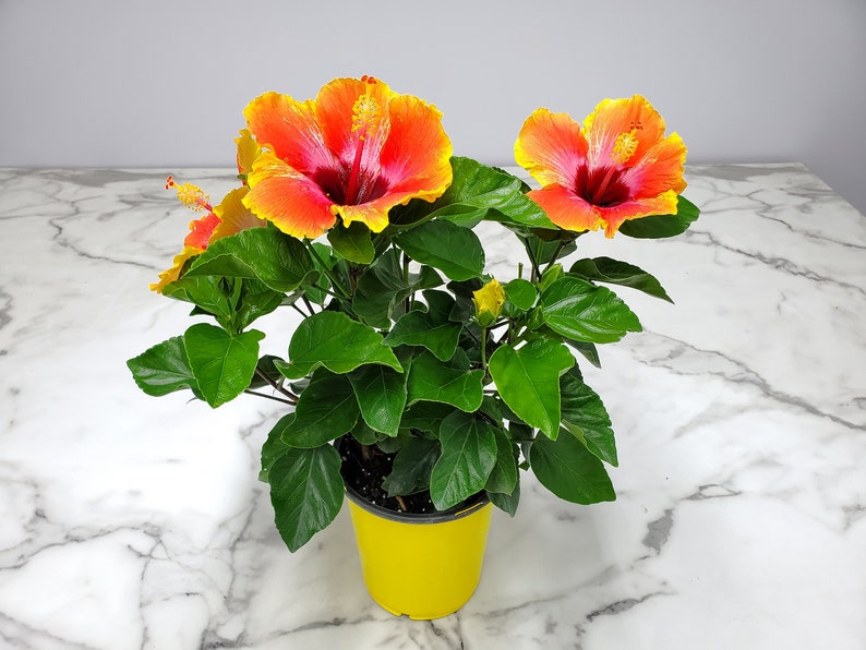 Fiesta Bush Hibiscus Plant Live - Flowering Plant - Overall Height 10" to 14" - 1 Gallon Pot - Tropical Plants of Florida Plant Only