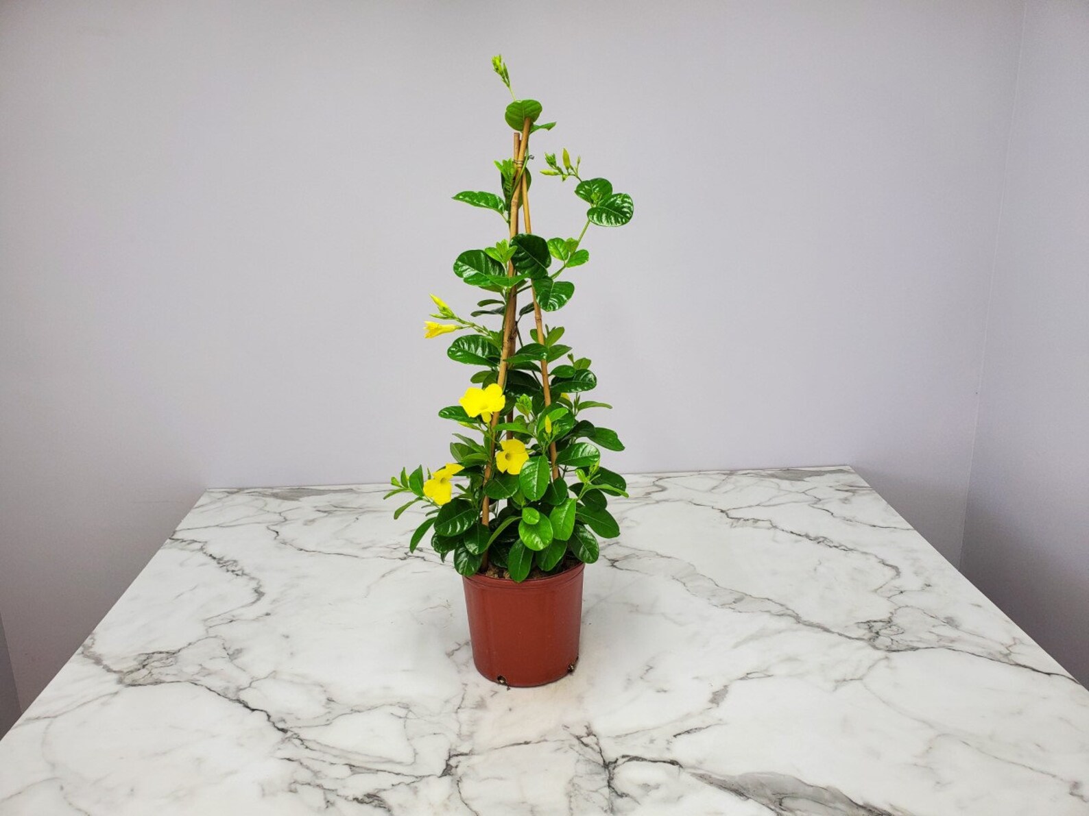 Yellow Mandevilla Plant Live Plant Outdoor Trellis Etsy