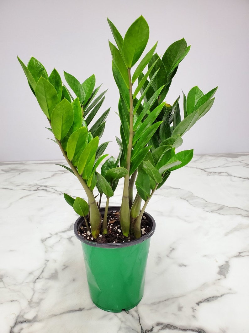 ZZ Plant Zamia Zamifolia Overall Height 16 to 22 Etsy