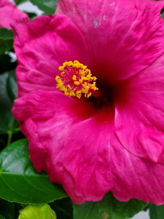 Cayman Pink Hibiscus Plant - Tropical Plants - Exotic Plants