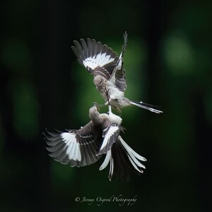 Mockingbirds in Flight | Detailed Canvas Print | Square Wall Art