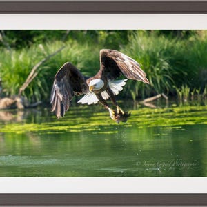 May include: A bald eagle with brown and white feathers soars above a green pond with its talons outstretched, holding a fish.