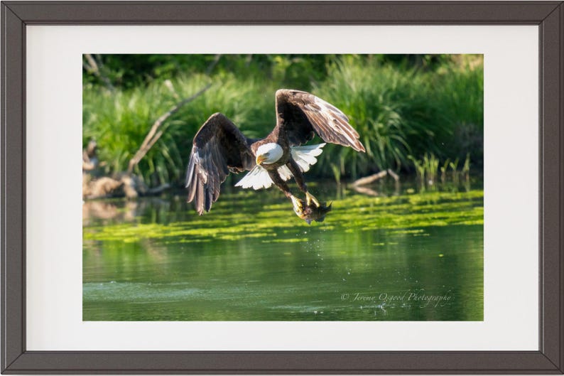 May include: A bald eagle with brown and white feathers soars above a green pond with its talons outstretched, holding a fish.