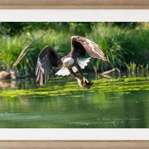 May include: A bald eagle with white head and tail feathers flies over a green pond with its talons outstretched, holding a fish.