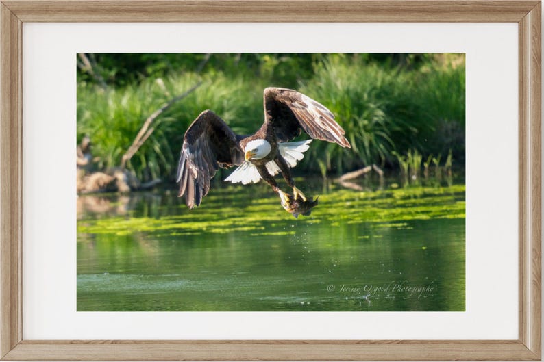 May include: A bald eagle with white head and tail feathers flies over a green pond with its talons outstretched, holding a fish.