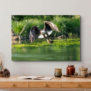 May include: A bald eagle with white head and tail feathers flies over a green pond with its talons outstretched, catching a fish.