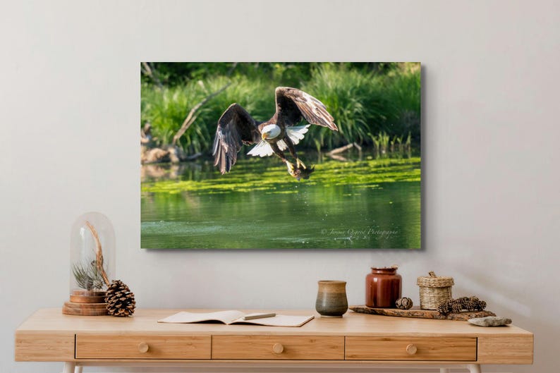 May include: A bald eagle with white head and tail feathers flies over a green pond with its talons outstretched, catching a fish.