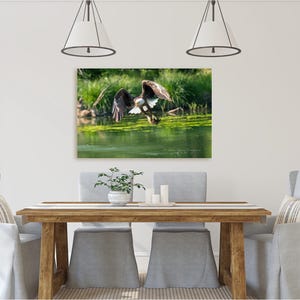 May include: A bald eagle with brown and white feathers is flying over a green pond with its wings spread wide. The eagle is in focus, while the pond and surrounding greenery are blurred in the background.