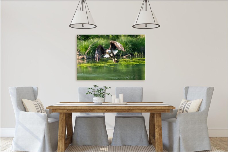 May include: A bald eagle with brown and white feathers is flying over a green pond with its wings spread wide. The eagle is in focus, while the pond and surrounding greenery are blurred in the background.
