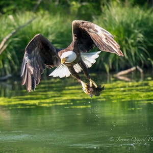 May include: A bald eagle with white head and tail feathers flies with a fish in its talons over a green pond.