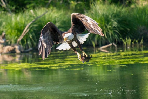 Bald Eagle Fishing Print: Radnor Lake Wildlife Photography, TN Wall Art
