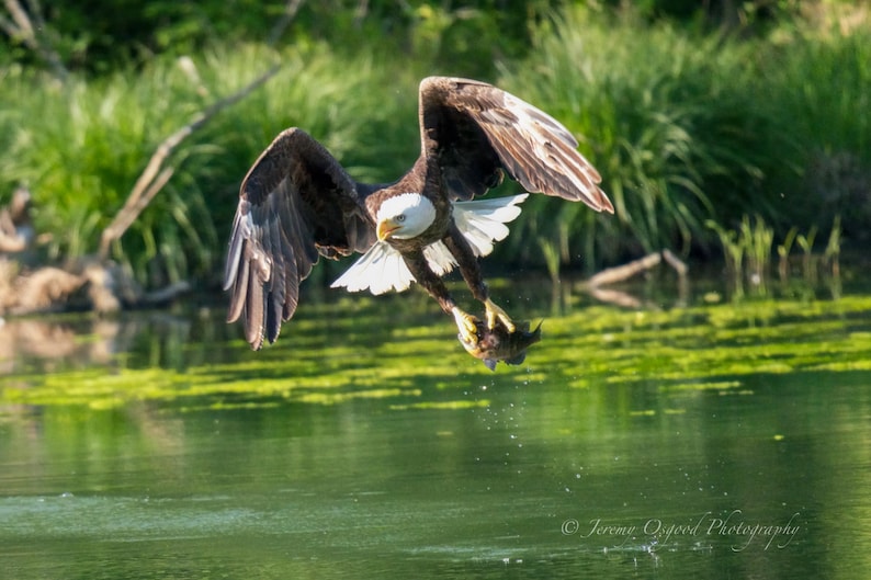 May include: A bald eagle with white head and tail feathers flies with a fish in its talons over a green pond.