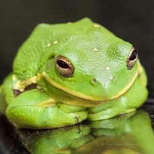 Happy Green Frog Photography Print: Nashville Wildlife Wall Art