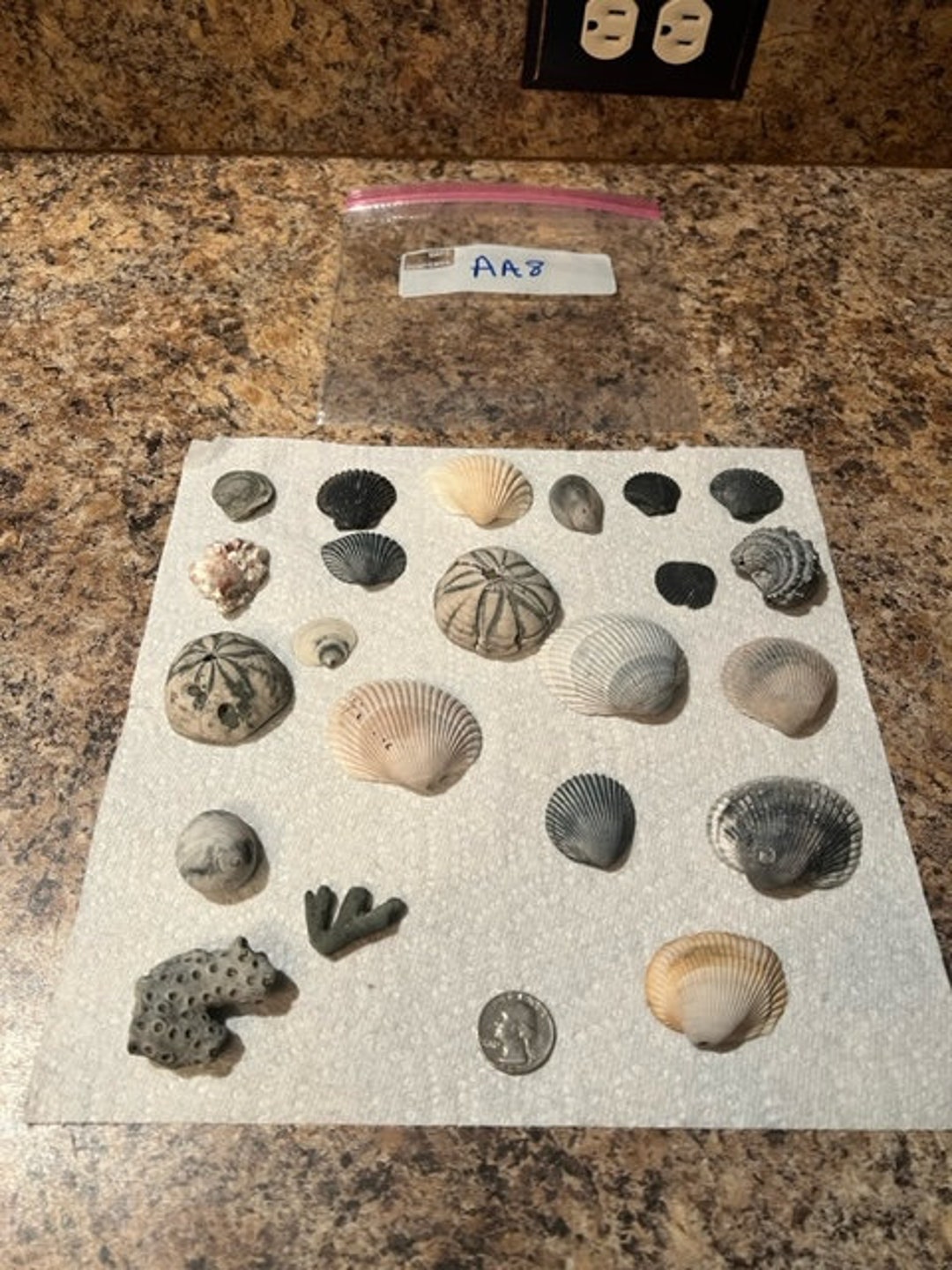 Ocean Assortment Shells Sea Biscuit Fossils Carolina Etsy