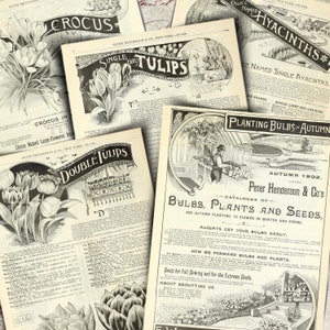 Páginas del catálogo de Spring Bulb de 1892 - Ahorro de tinta
