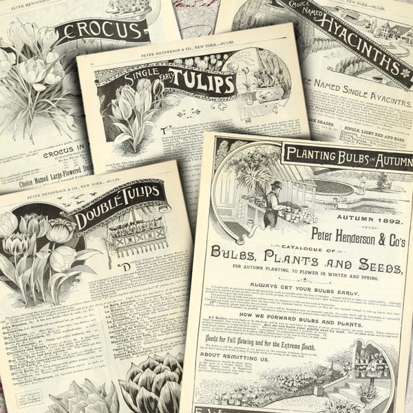 1892 Spring Bulb catalogue pages  - Ink Saver