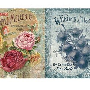 Puede incluir: Dos anuncios vintage. El anuncio de la izquierda presenta un ramo de rosas rosas, rojas y amarillas con el texto "Geo. H. Mellen Co. Springfield Ohio." El anuncio de la derecha presenta una ilustraci&oacute;n azul y blanca de tomates con el texto "Weeder & Don 114 Chambers St. New York."