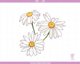 Watercolor Daisies Sublimation Clip Art / Painted Daisies / Hand Drawn / Digital Download
