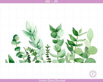 Watercolor Eucalyptus Sublimation Clip Art / Plant Border / Hand Drawn / Digital Download